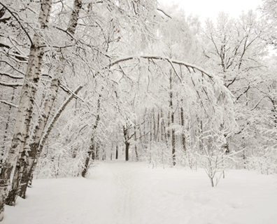 ice on trees